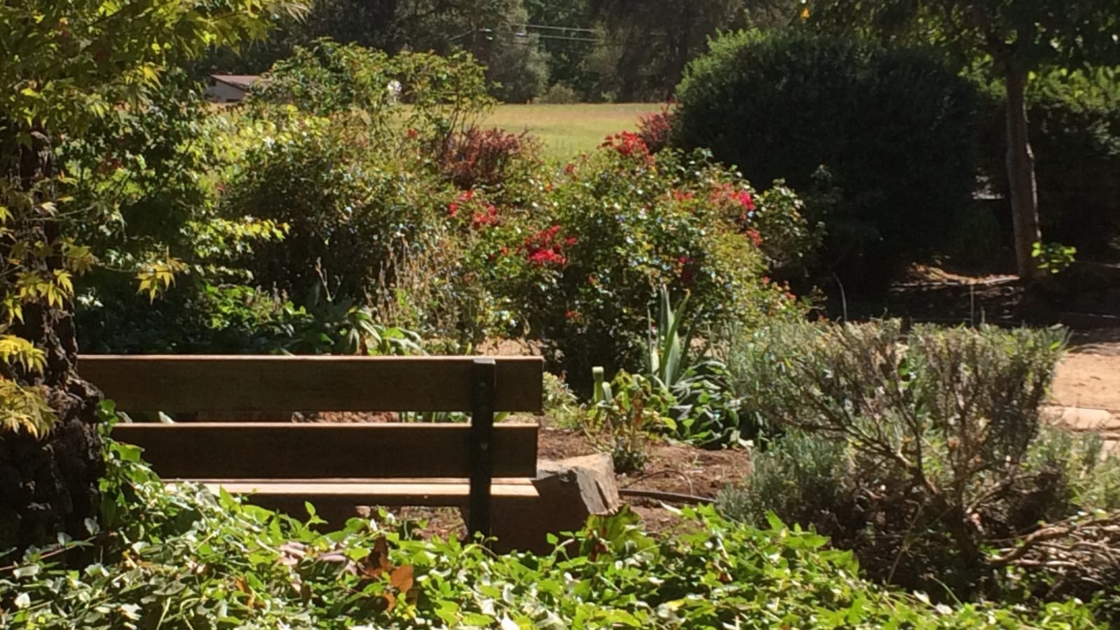 A wooden bench is surrounded by lush greenery and colorful flowers in a sunlit garden setting.