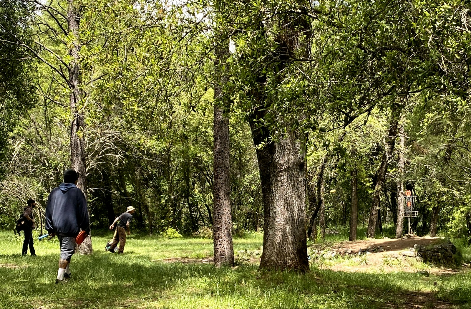 People playing disc golf in a wooded area with green grass and trees.
