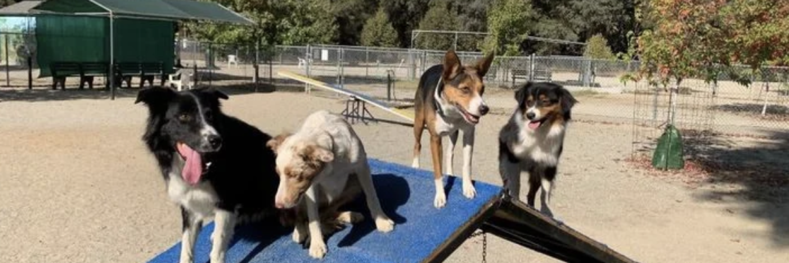Four dogs standing on a blue ramp at a sunny dog park.
