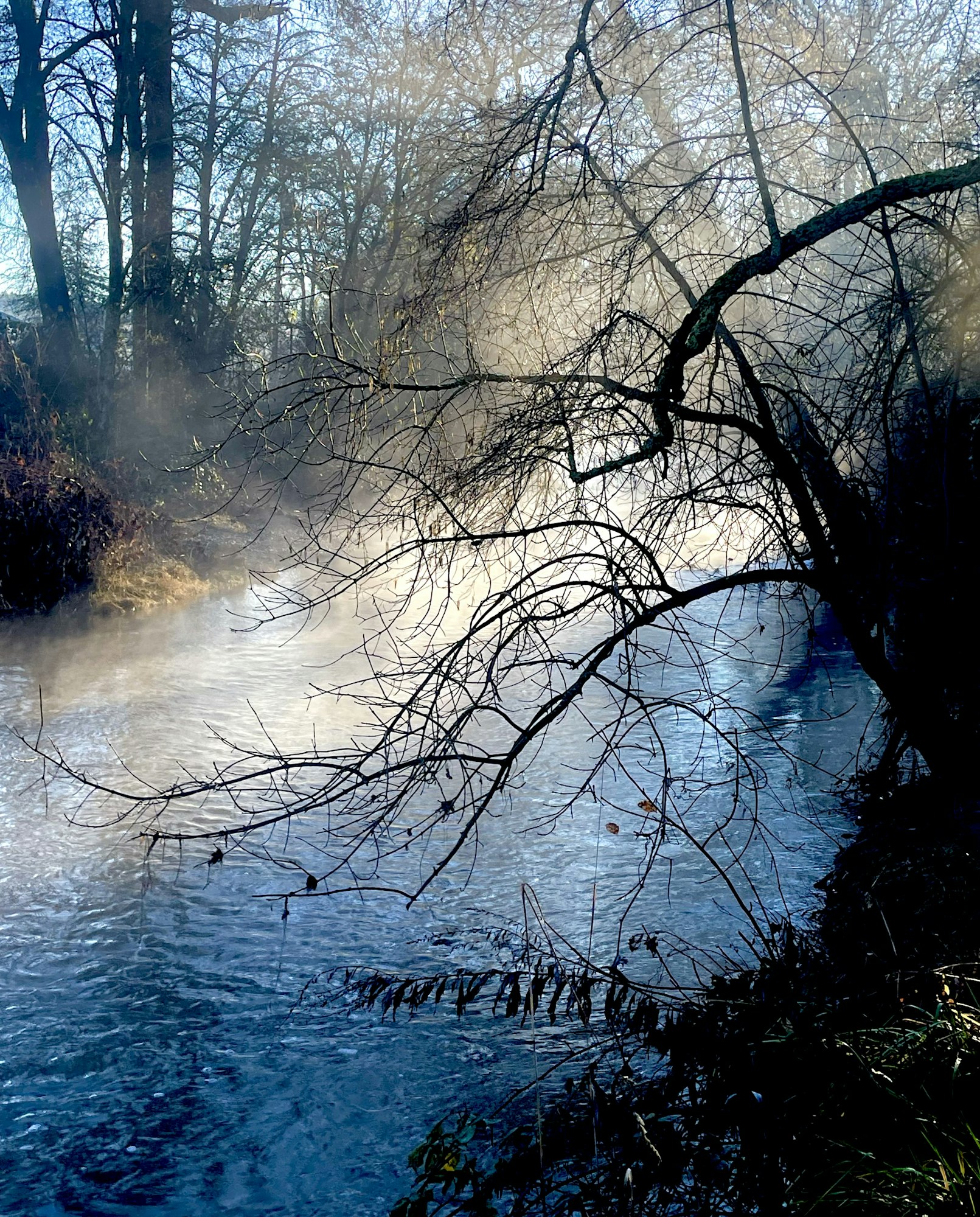 Misty river with overhanging branches, surrounded by trees in a serene, natural setting.