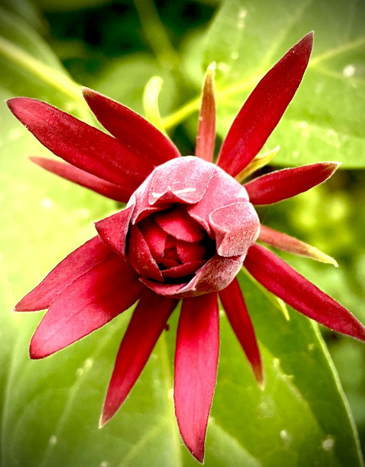 A close-up of a red flower with pointed petals against green leaves.