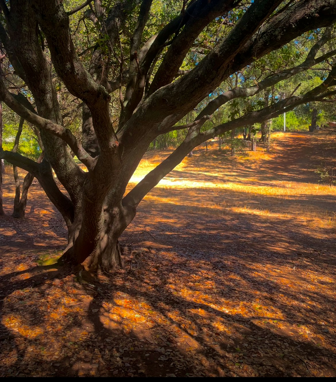 A large tree with sprawling branches casts shadows on a sunlit forest floor.
