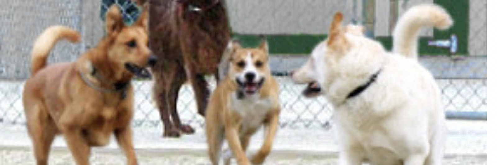 Four dogs playing in a fenced area.