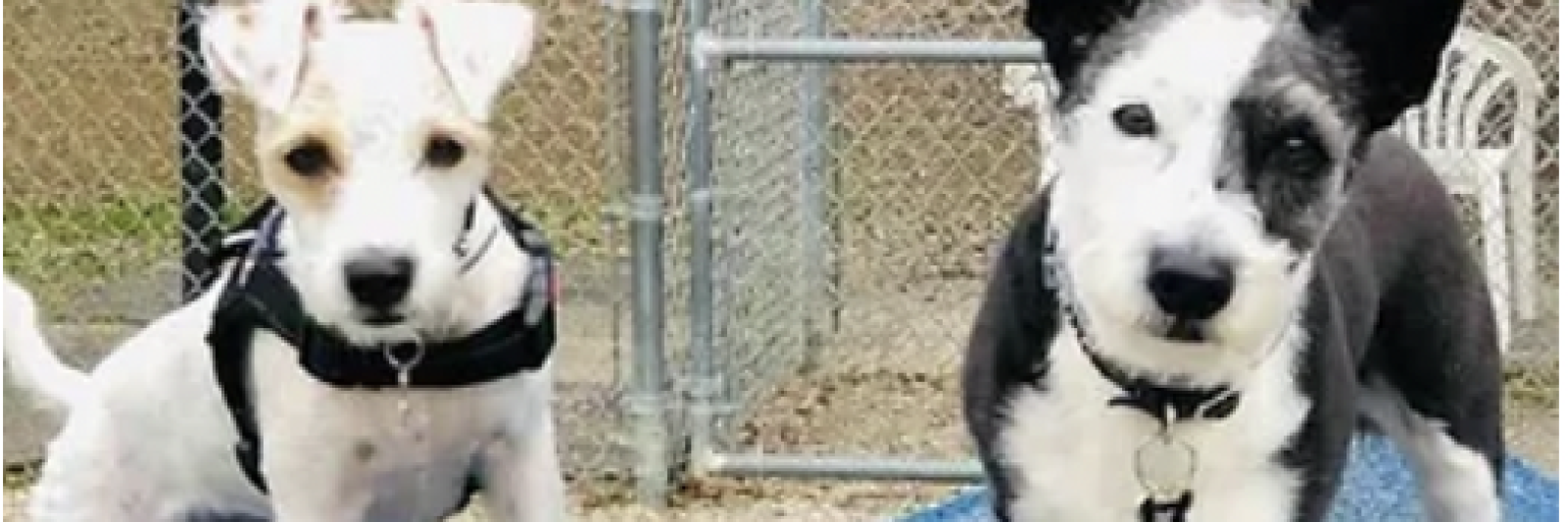 Two dogs sitting in front of a chain-link fence, both wearing collars, with a plastic chair in the background.