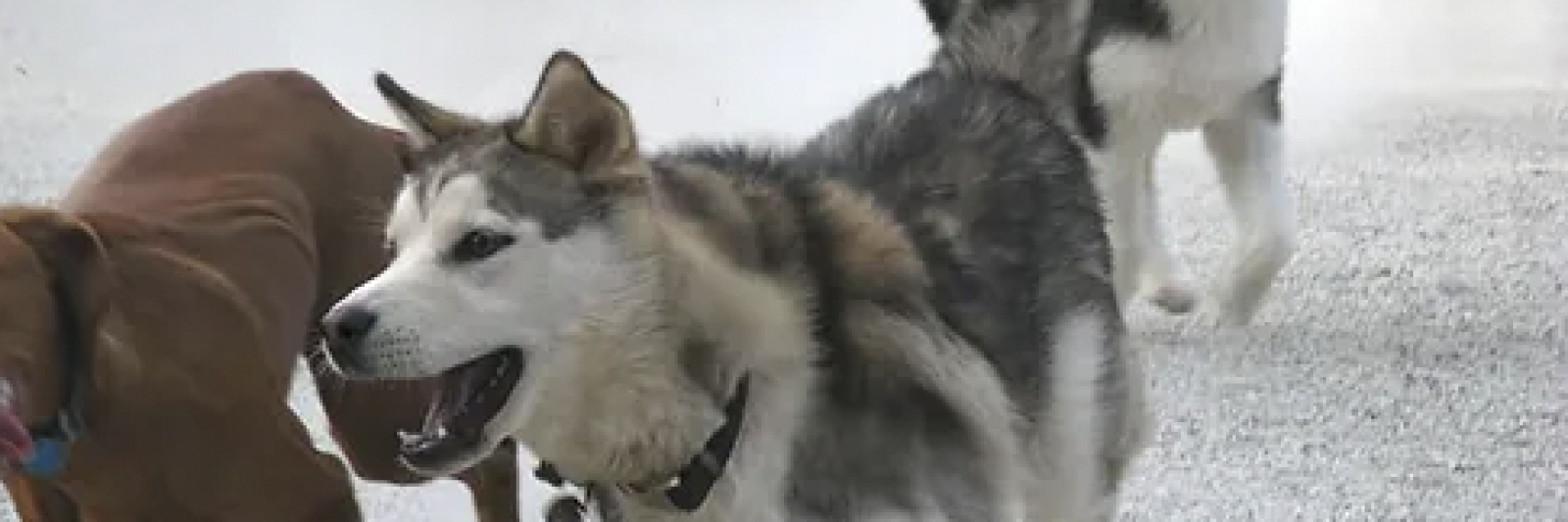 Three dogs in a playful interaction on a snowy surface.