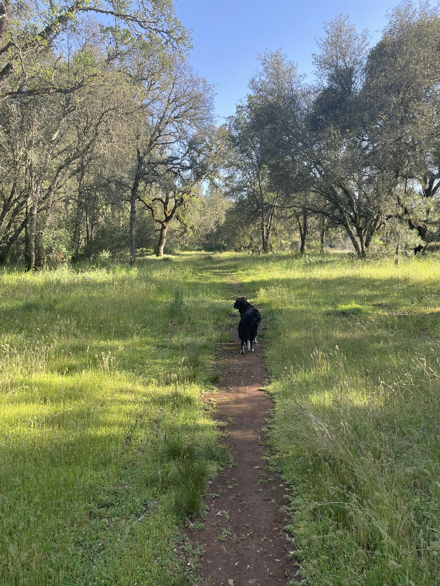 A dog walks along a dirt path through a lush green field surrounded by trees under a clear blue sky.