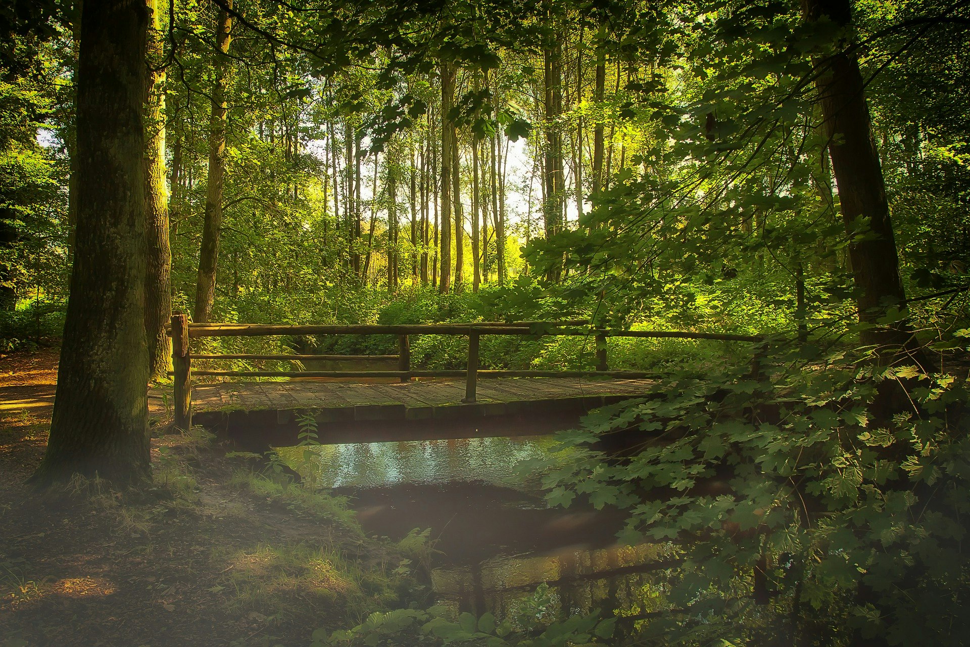 A wooden bridge over a calm stream surrounded by lush, sunlit forest foliage.