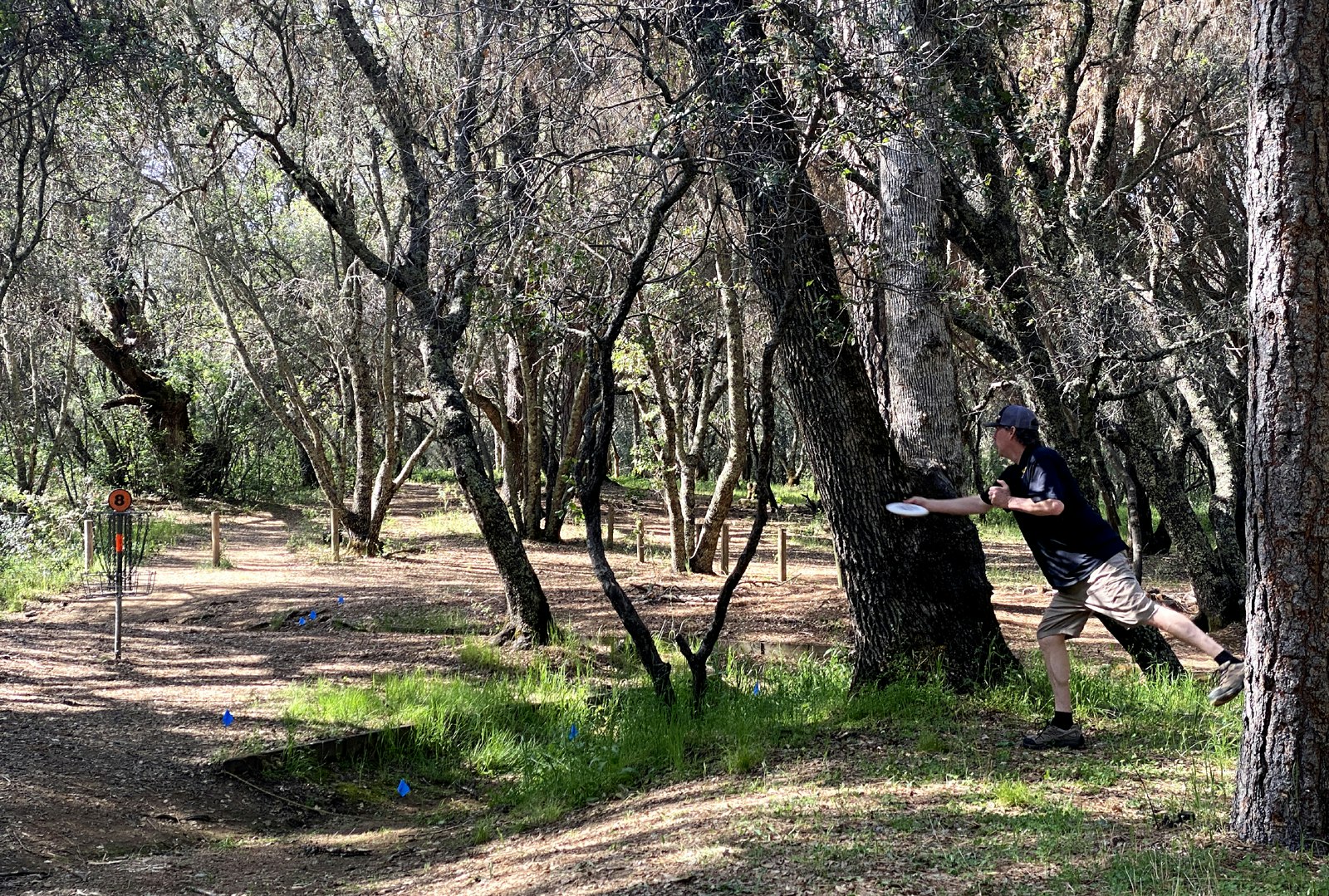 A person playing disc golf in a wooded area, aiming for a basket with the number 8.