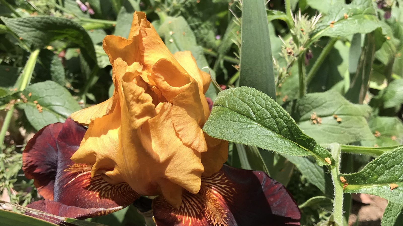 A vibrant orange iris flower in bloom amidst green foliage.