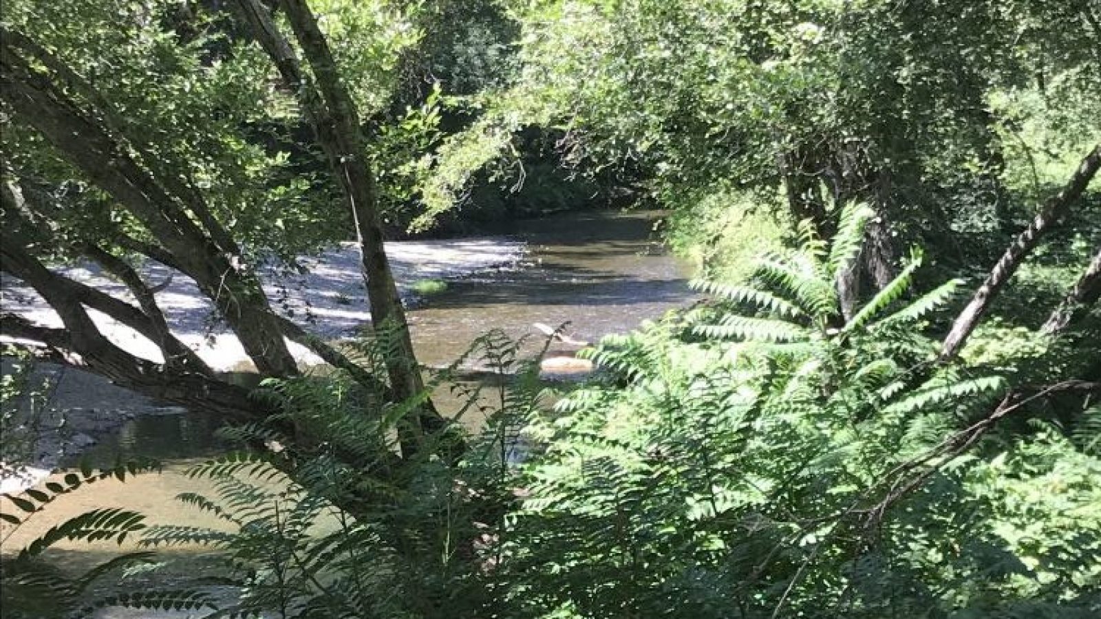 A lush, green forest with a peaceful river running through it.