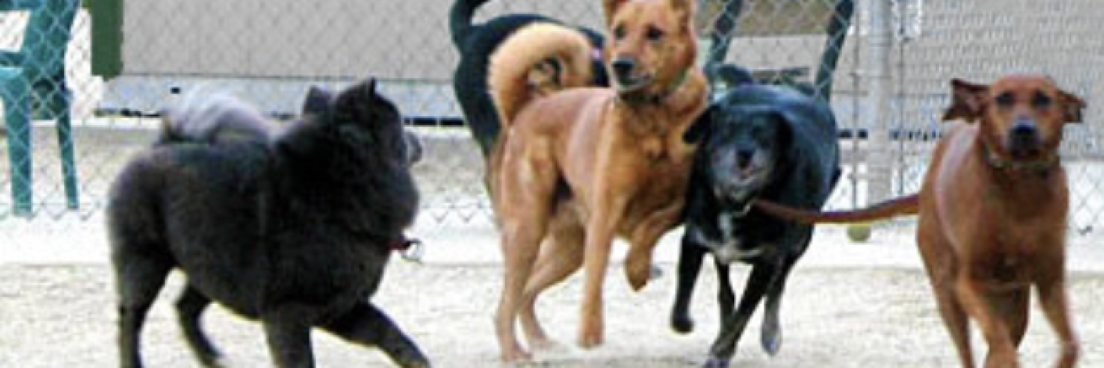 Four dogs running together in a fenced area.