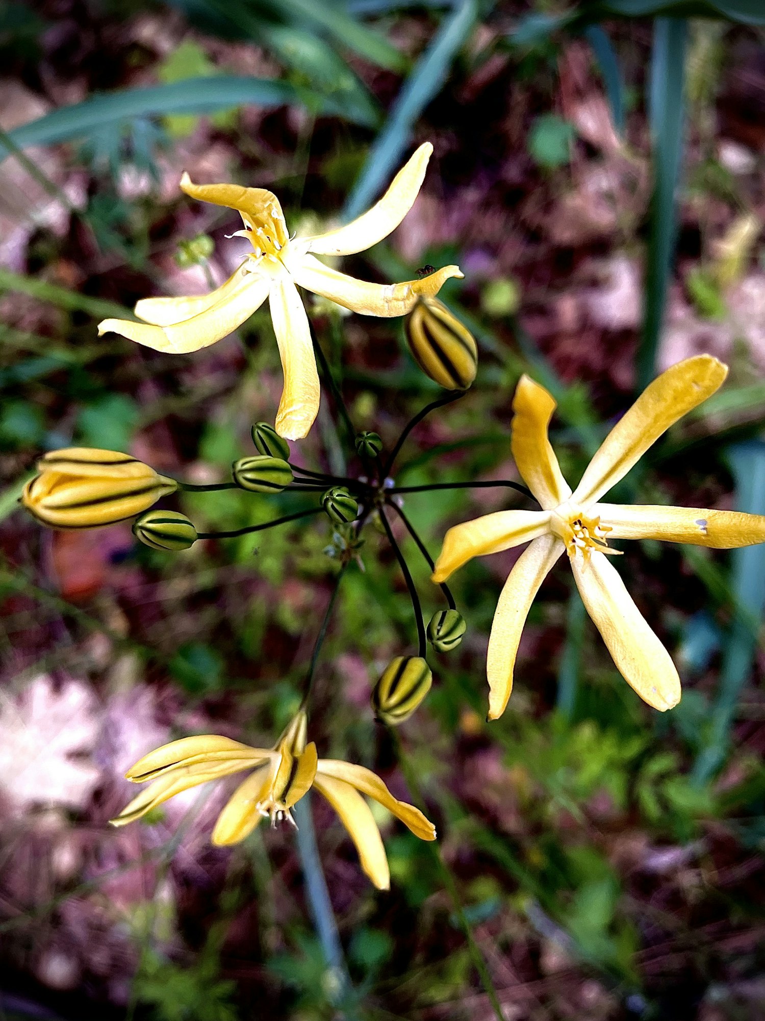 Yellow star-shaped flowers with striped buds on a green blurred background.