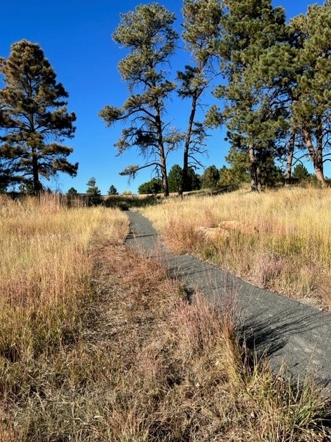 A narrow paved path winds through a field of dry grass, flanked by tall pine trees under a clear blue sky.