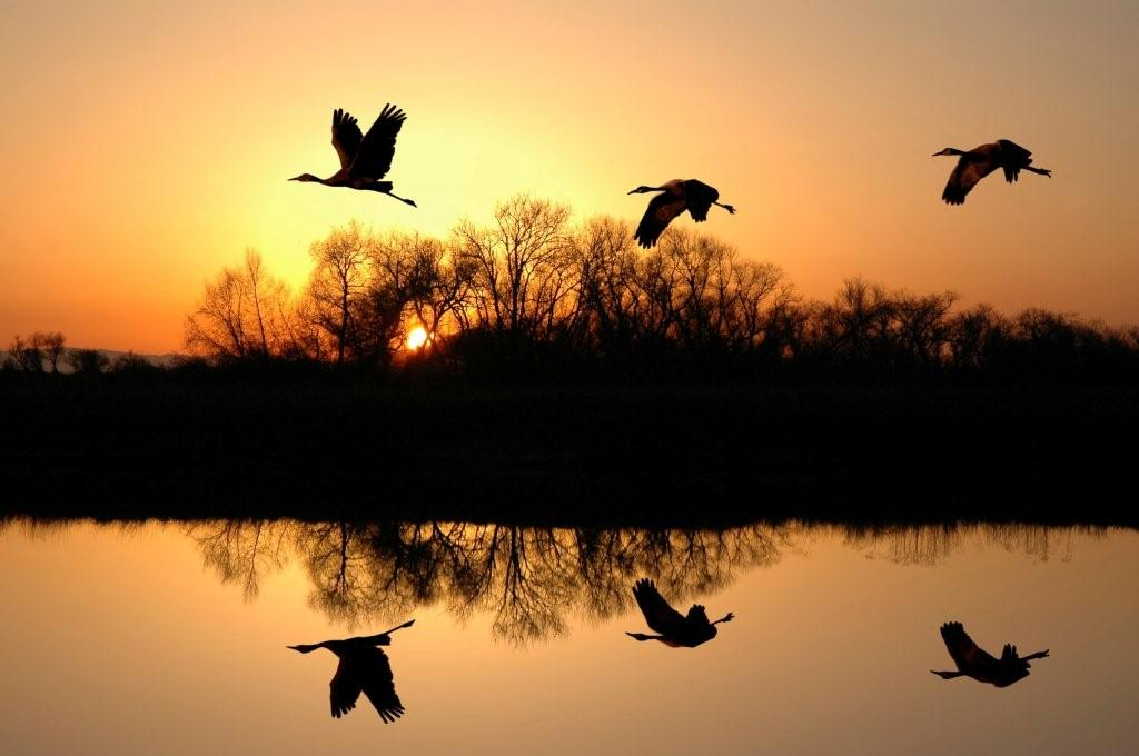 Photo of birds flying over water.
