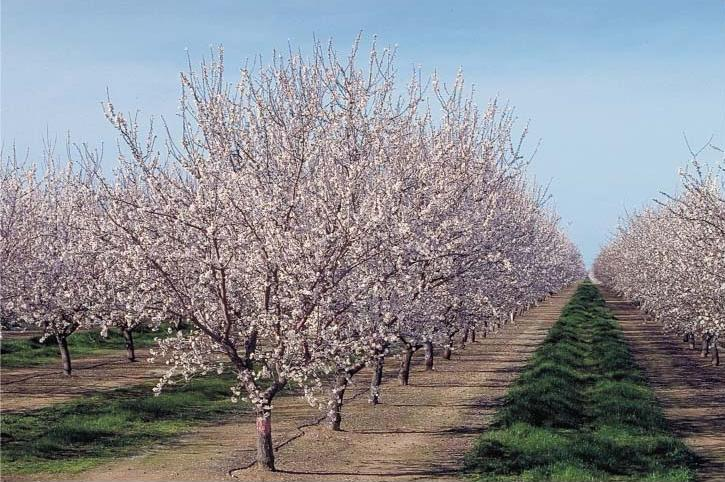 Photo of an orchard