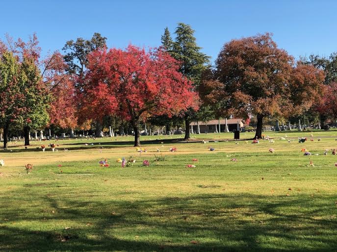 May contain: plant, grass, outdoors, park, lawn, tree, vegetation, land, woodland, nature, forest, and grove