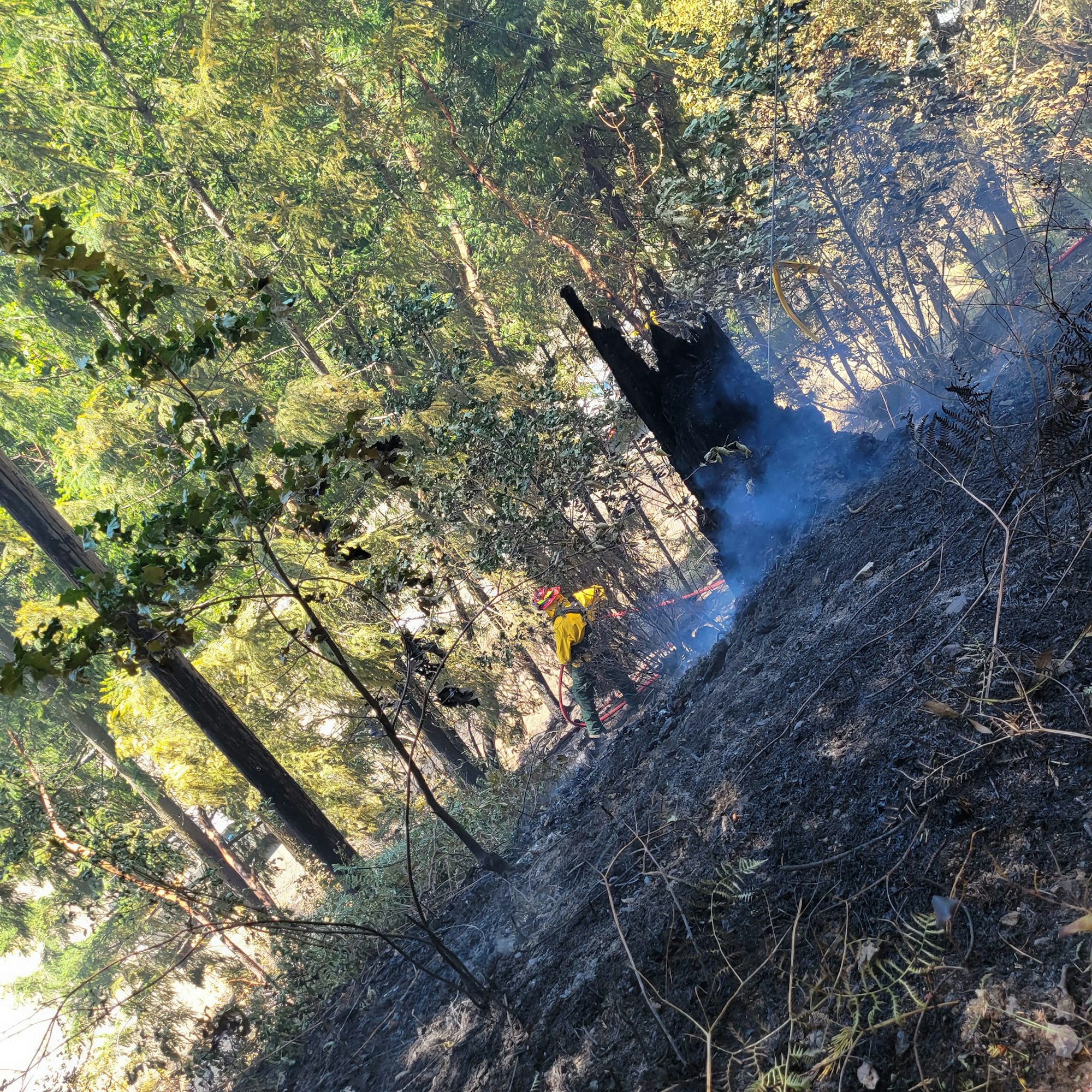 A firefighter extinguishes a smoldering forest area.