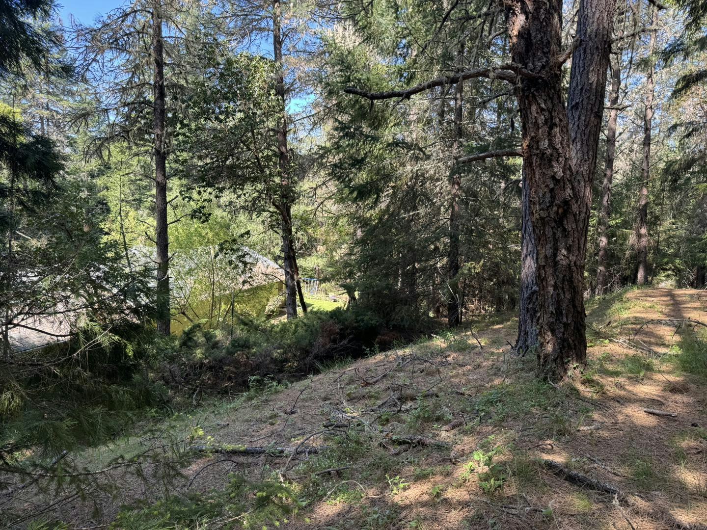 A forest scene with tall trees, a small path, and a structure partially visible through the foliage.