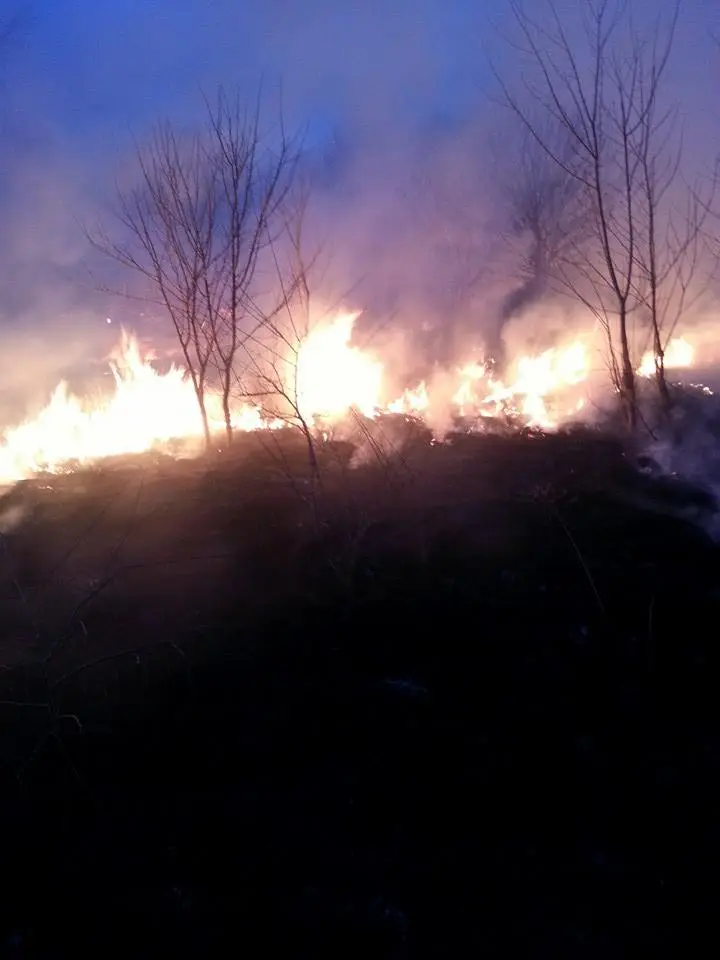 Trees and bushes on fire, with smoke rising, under a darkening sky.