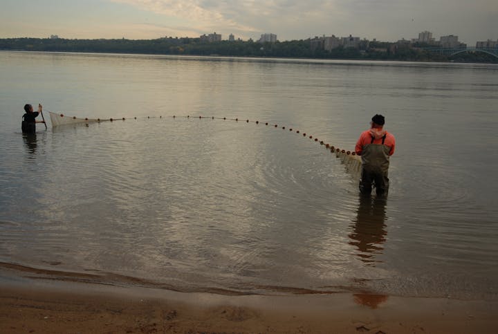 Two people with a net in river near a cityscape.