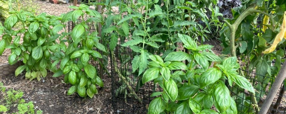 Lush garden with basil and tomato plants, surrounded by a wire fence.