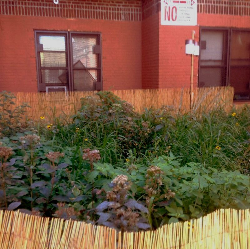 Urban garden with wild grasses, plants in front of a red brick building with barred windows and a "No Parking" sign.