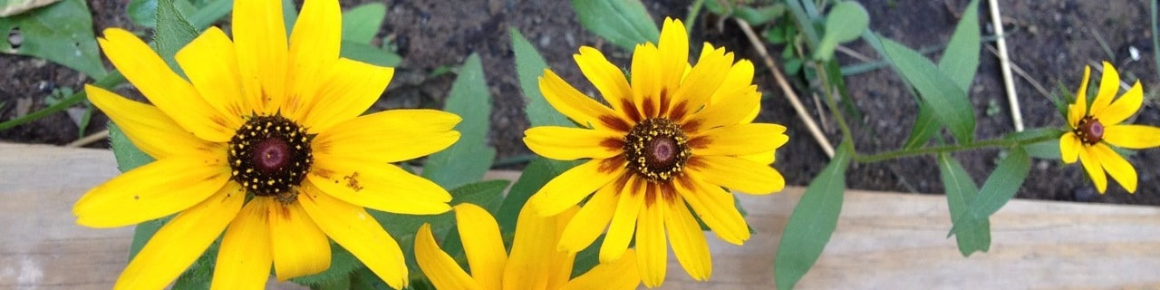 Three yellow flowers with dark centers, green leaves, and a hint of wooden edge at the bottom.