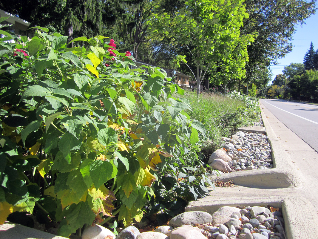 A sunny roadside with lush greenery, rocks, and a sidewalk.