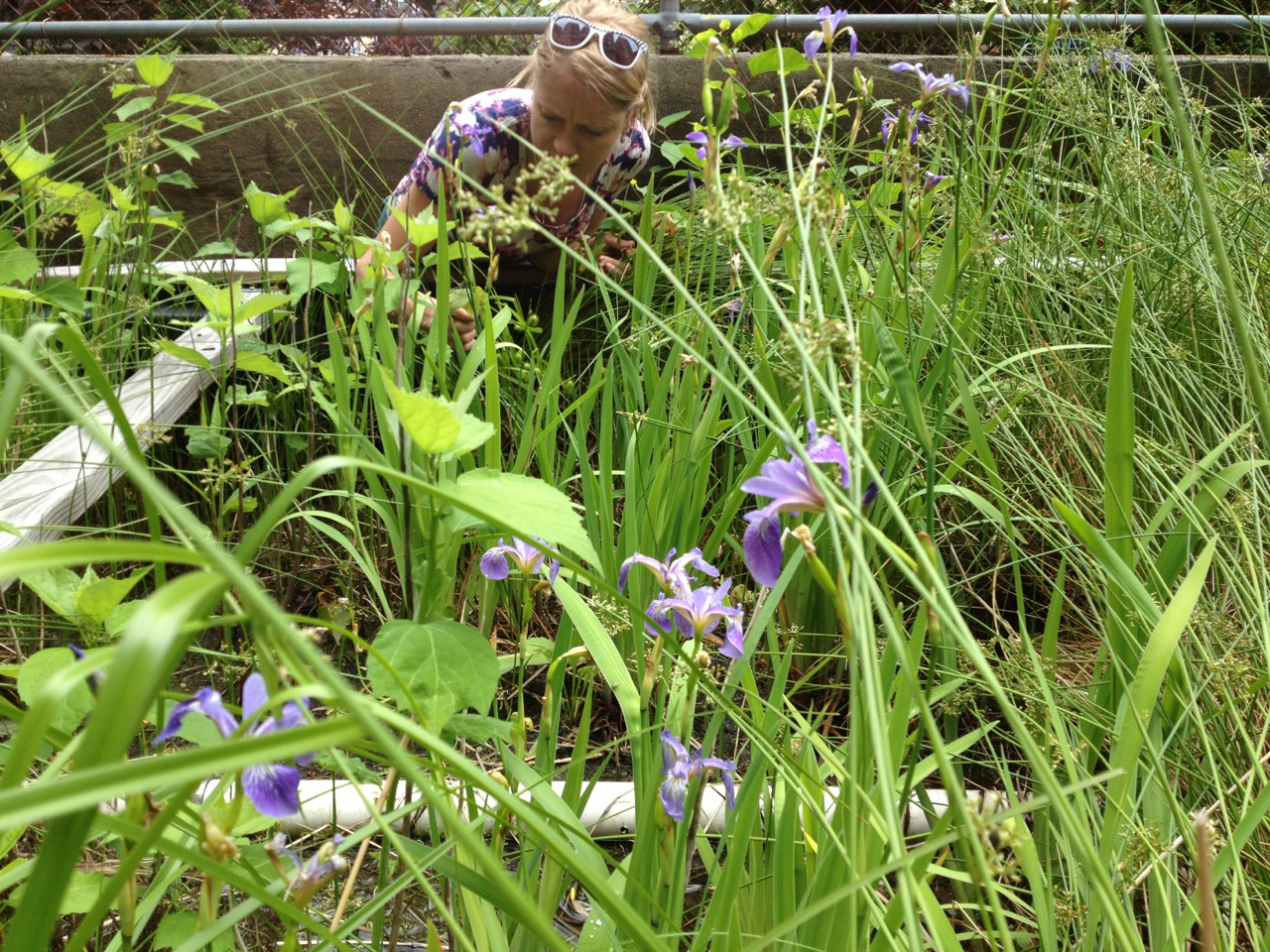 A person gardening among green plants and purple flowers.