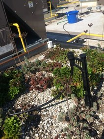 A small garden with succulents and a sprinkler, set against an urban backdrop with a building and safety barriers.