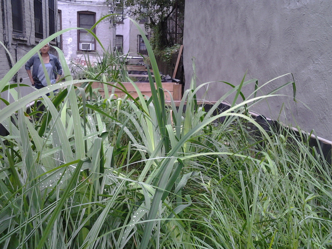 Urban garden with lush greenery and a person in the background.