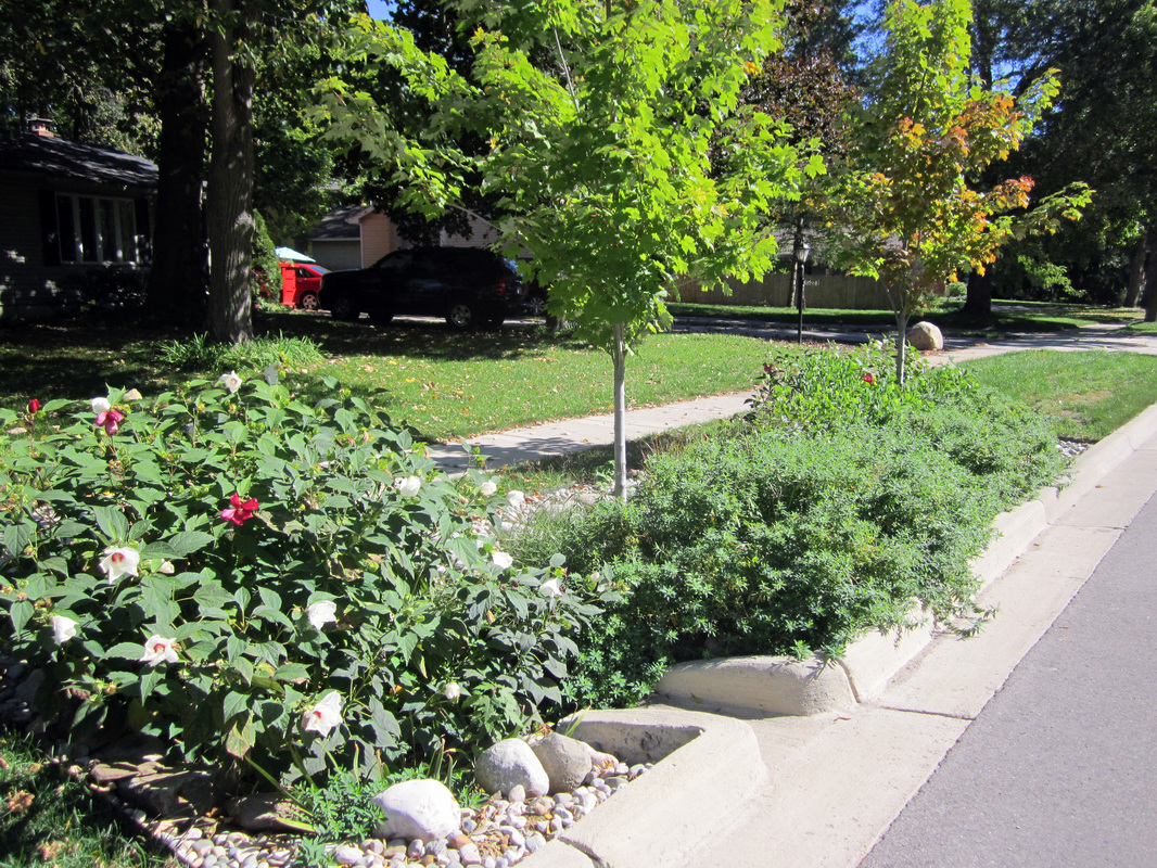 A sunny suburban street with trees, flowering plants, parked cars, and a sidewalk.