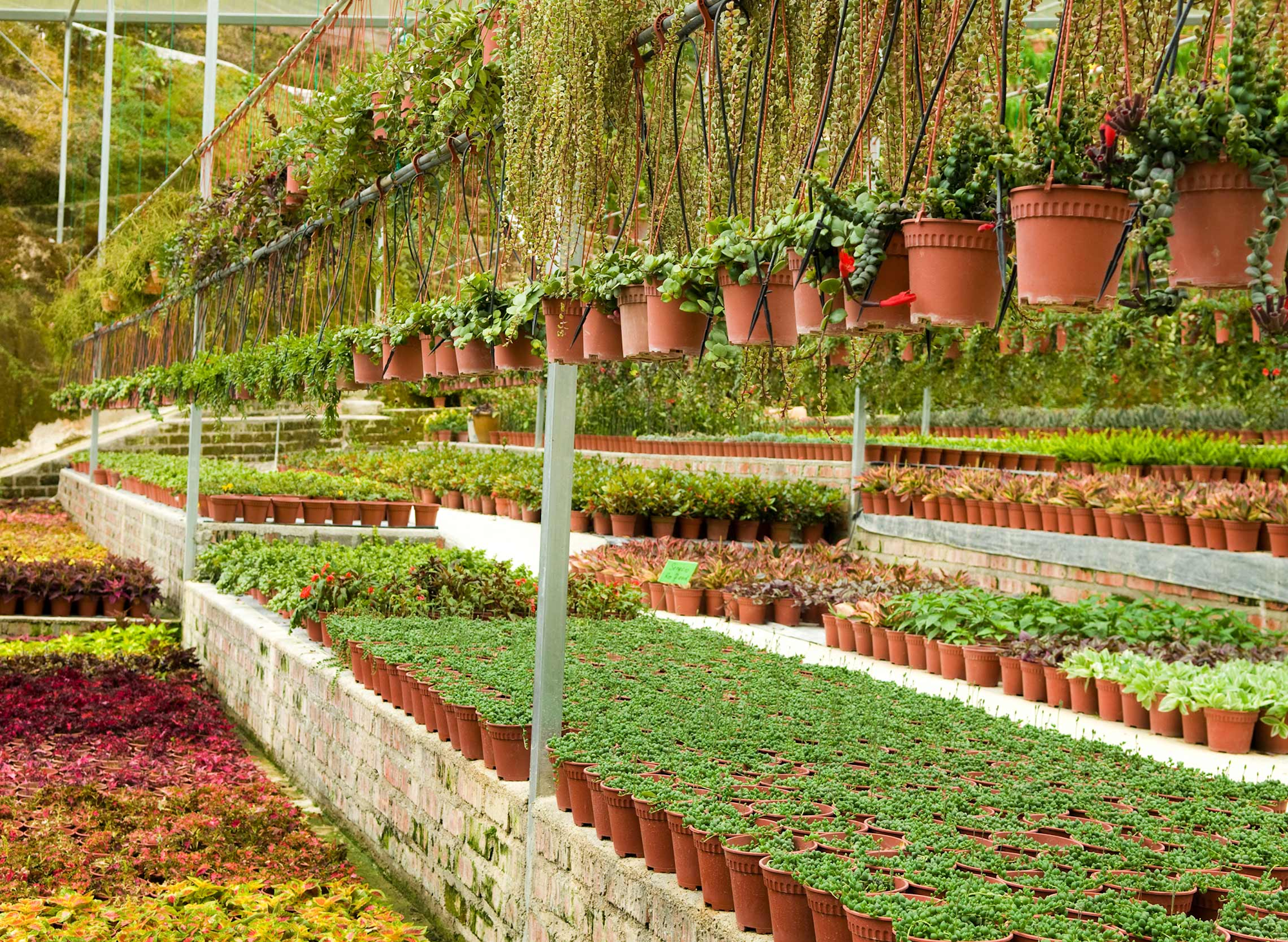 Greenhouse interior with shelves of potted plants and hanging greenery.