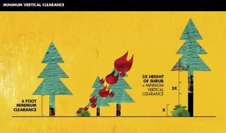 A diagram showing vertical clearance guidelines with trees, shrubs, and measurements.