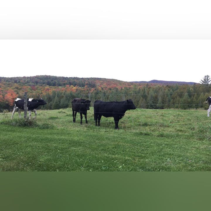 Cows standing in a grassy field with a backdrop of autumn-colored trees and a wire fence.
