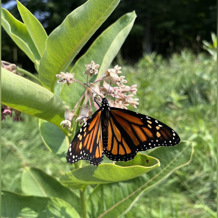 A monarch butterfly rests on milkweed flowers amid green leaves.