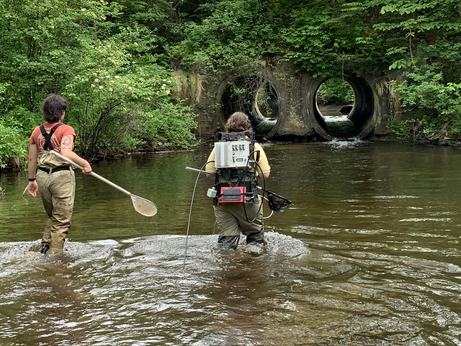 Two people in a stream wearing waders, carrying nets and equipment, approaching two round tunnels.