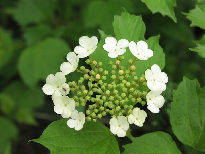 White flowers with small petals arranged in a circle on green foliage.