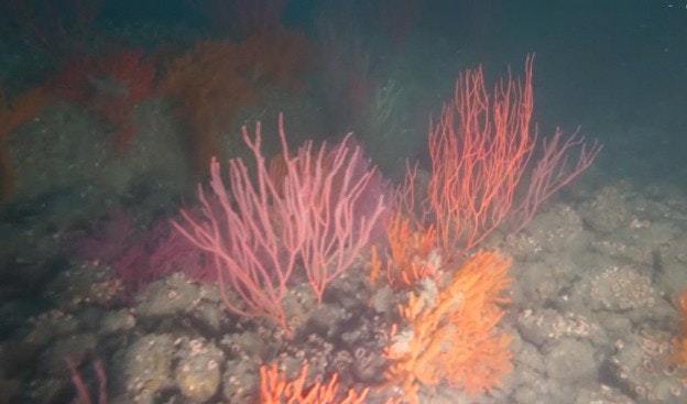The image shows colorful corals underwater, featuring vibrant pink and orange hues against a rocky seabed.