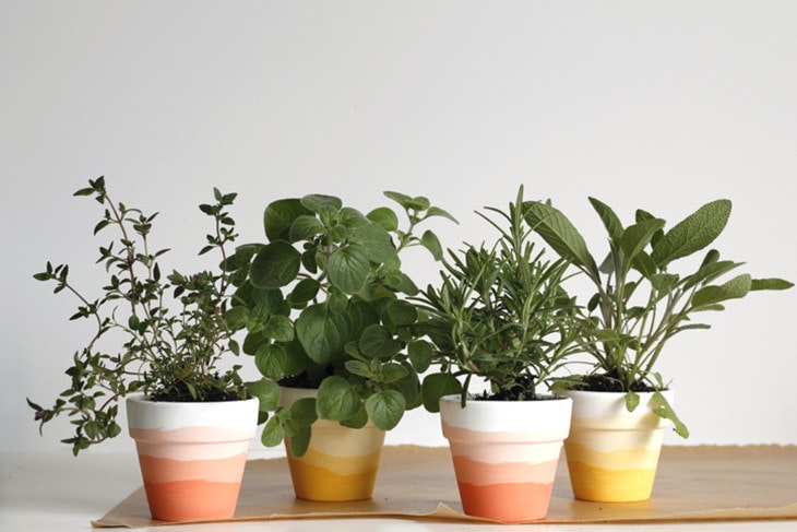 Four potted herb plants in colorful pots on a table.