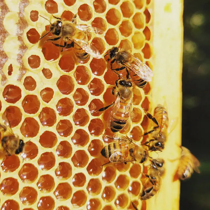 A close-up image of bees on a honeycomb, showcasing the hexagonal cells filled with honey.