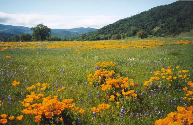 A scenic meadow with orange poppies and blue lupine flowers, green hills in the distance under a partly cloudy sky.