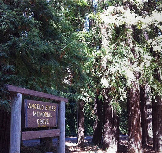 A wooden sign reading "Angelo Boles Memorial Grove" surrounded by tall trees in a peaceful forest setting.