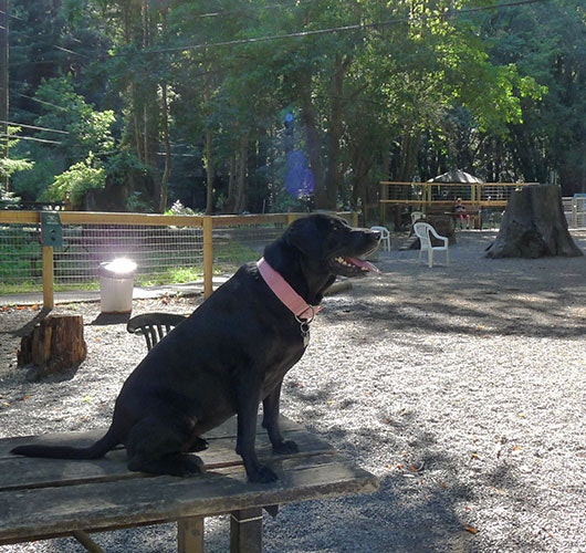 May contain: plant, tree, chair, furniture, animal, canine, dog, mammal, pet, bench, grass, nature, outdoors, park, tree stump, grove, land, vegetation, woodland, and person