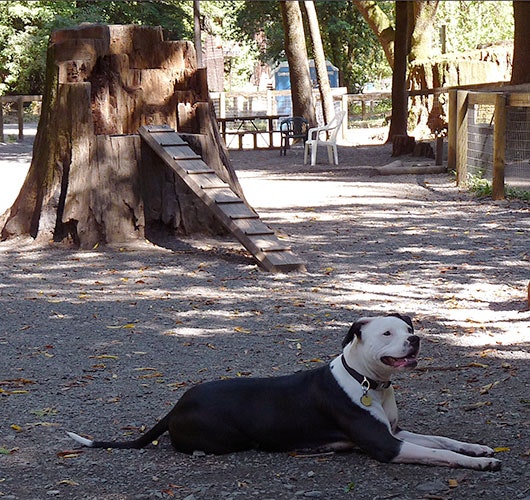 May contain: plant, tree, tree stump, animal, canine, dog, mammal, pet, chair, and furniture
