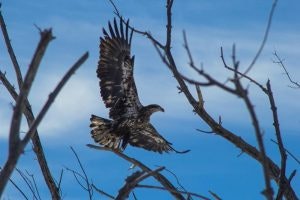 A bird in flight among tree branches against a blue sky background.