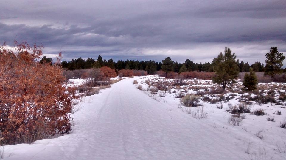 A snowy path surrounded by bushes and trees under a cloudy sky.