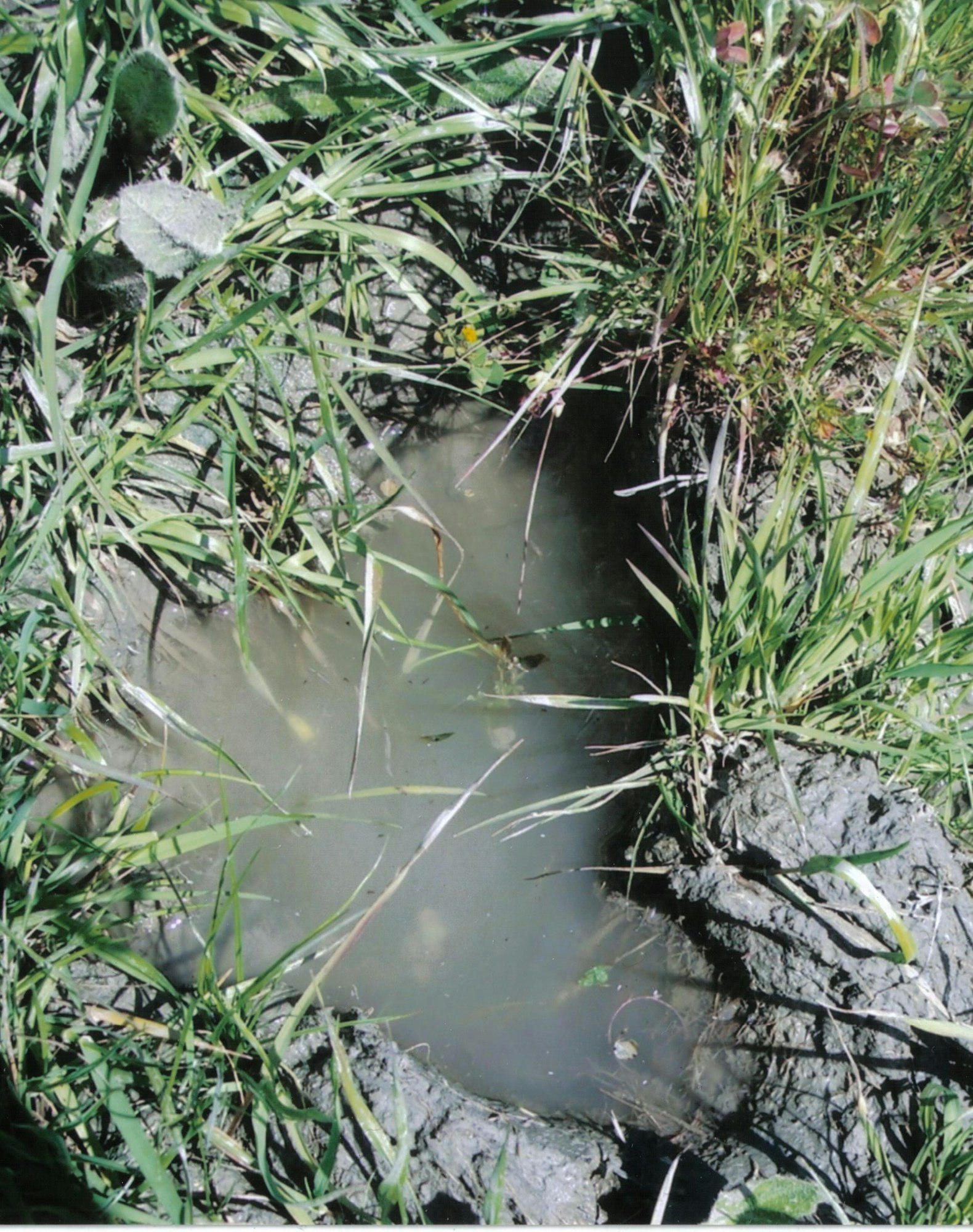 May contain: nature, outdoors, pond, water, land, plant, vegetation, and swamp