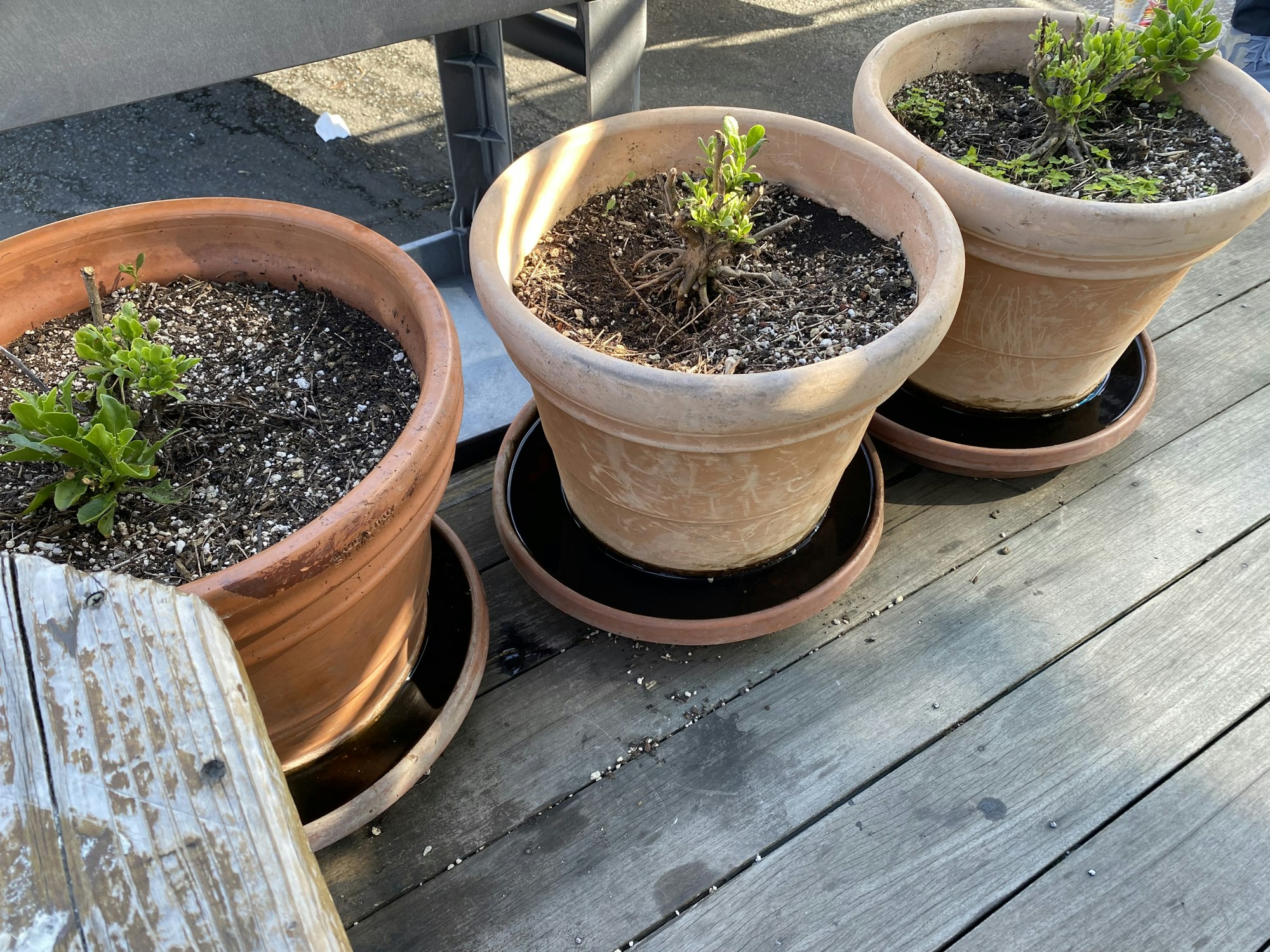 May contain: plant, potted plant, soil, cookware, pot, jar, planter, pottery, and vase
