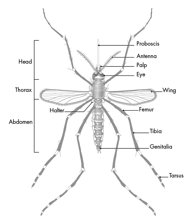 May contain: animal, invertebrate, and spider